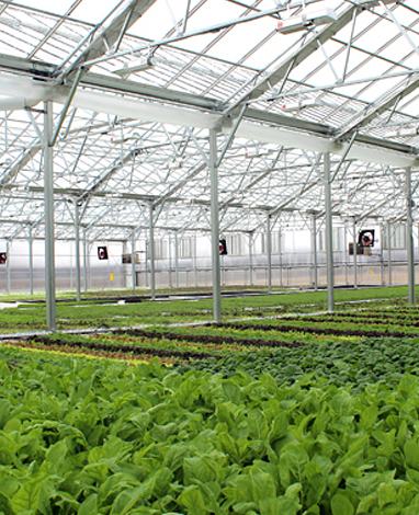 Smart Hydroponics